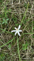 Androstephium coeruleum