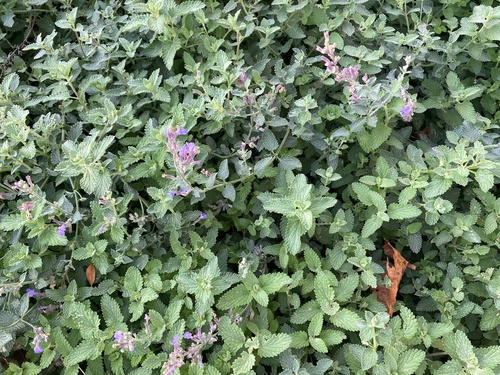 Perennial catmint (Nepeta nervosa)