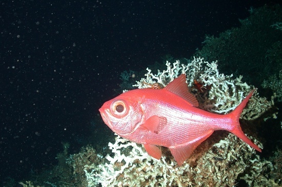 Alfonsino