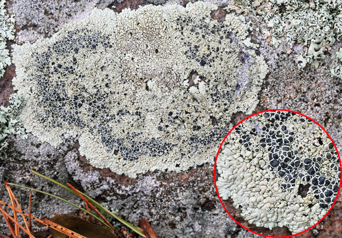 Lobothallia alphoplaca