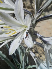 Eupompha elegans