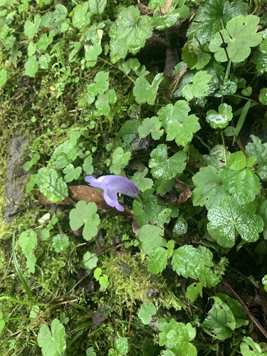 Kashmir Acanthus (Strobilanthes wallichii)