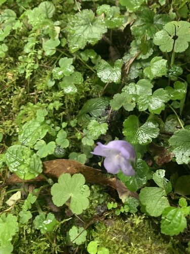 Image of Strobilanthes wallichii by (c) 呂一起(Lu i-chi), some rights reserved (CC BY)