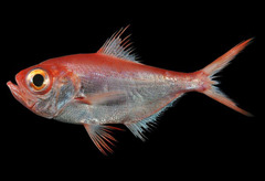 Slender Alfonsino photo 1