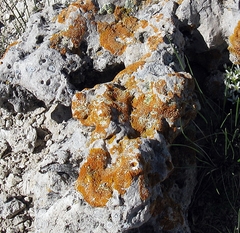 Xanthomendoza trachyphylla