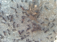 Camponotus sylvaticus