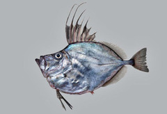 Silvery John Dory photo 3