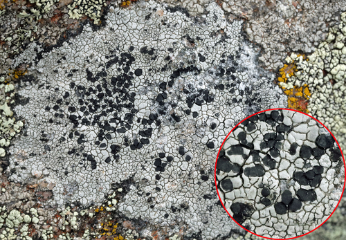 Buellia spuria (Schaer.) Anzi