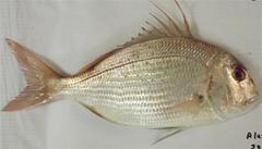 Bluespotted Seabream photo 2