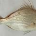Bluespotted Seabream - Photo (c) A. El Bashary, some rights reserved (CC BY)