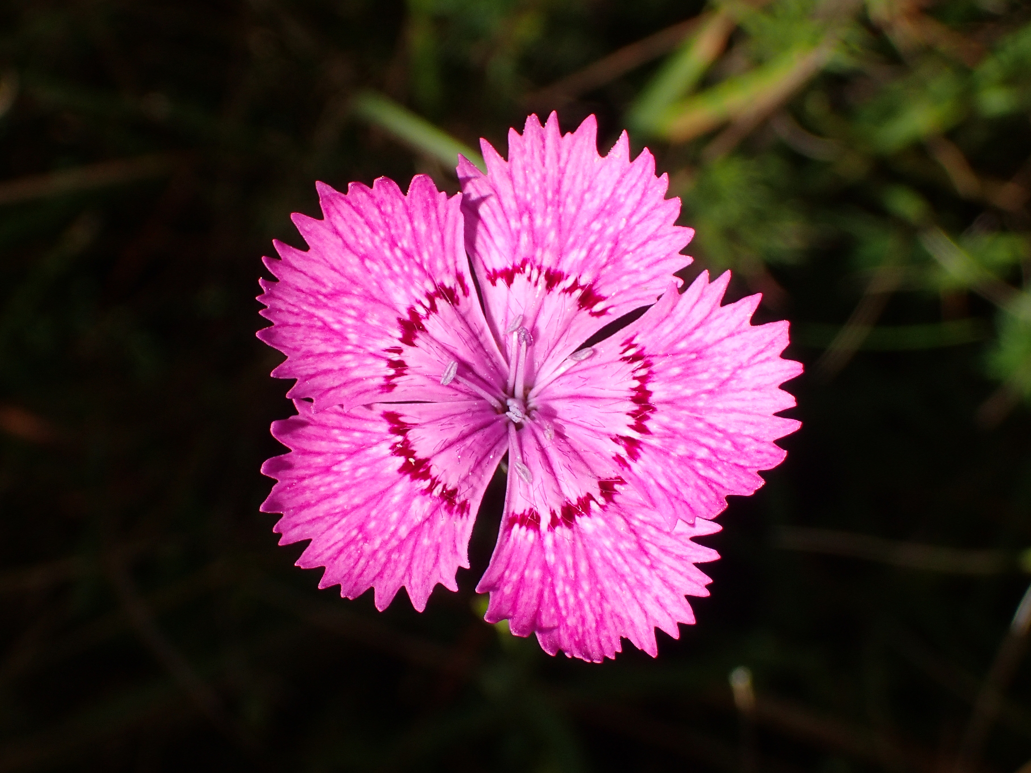 Dianthus seguieri