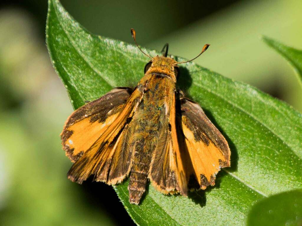 Fiery Skipper from Bluemont, Arlington, VA, USA on October 7, 2023 at ...