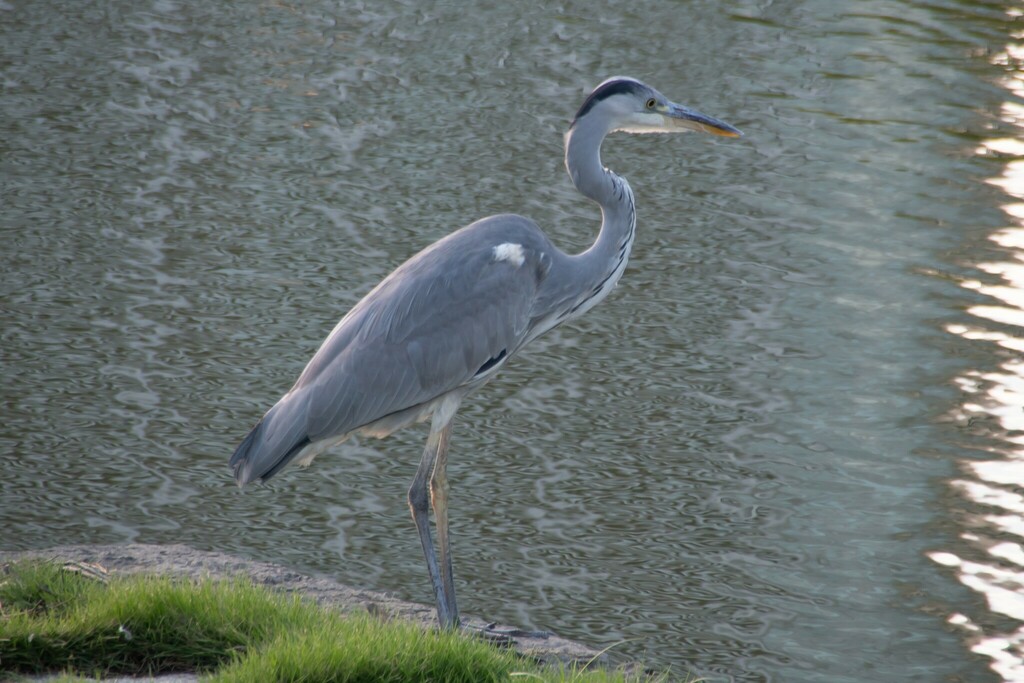 Grey Heron from 1 Hamarikyuteien, Chuo City, Tokyo 104-0046, Japan on ...