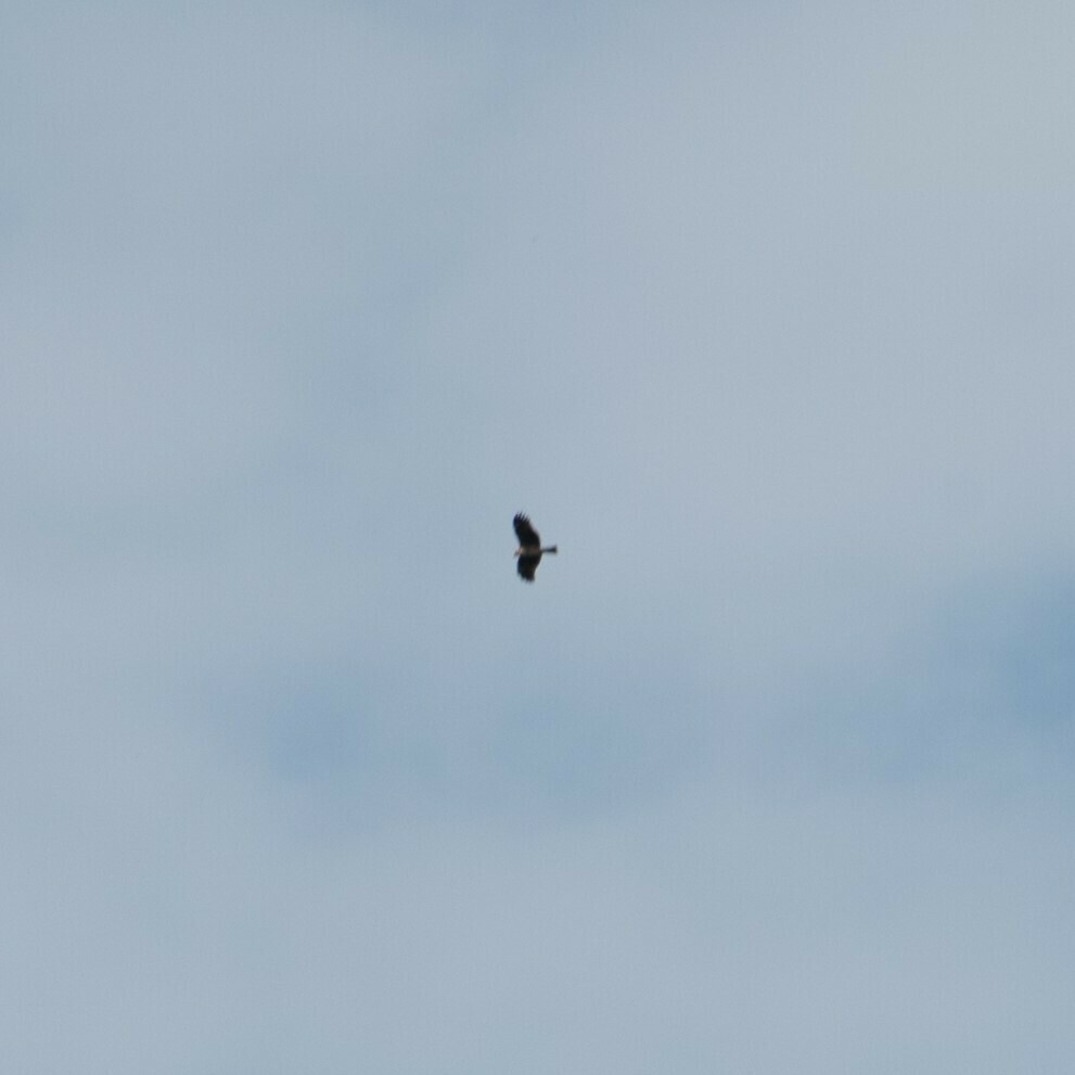 Hawks, Eagles, and Kites from Motohakone, Hakone, Ashigarashimo