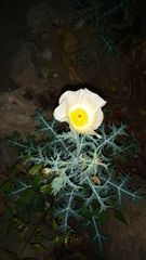 Argemone grandiflora