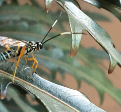 Lymeon orbus