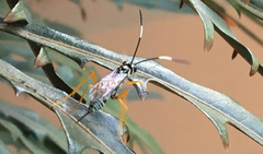 Lymeon orbus