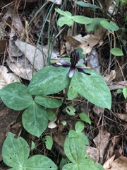 Trillium stamineum