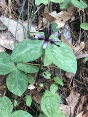 Trillium stamineum