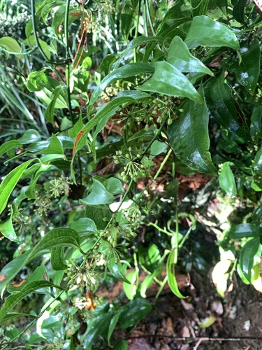Smilax lanceifolia (Smilax lanceifolia)