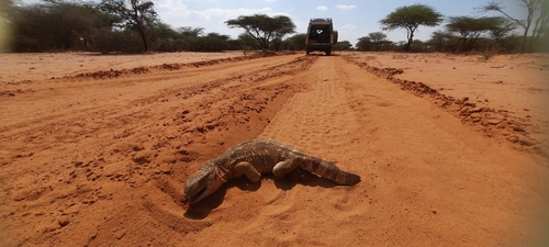 Black-throated Monitor