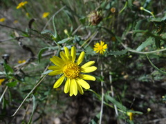 Grindelia brachystephana
