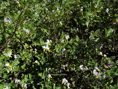 Solanum atriplicifolium