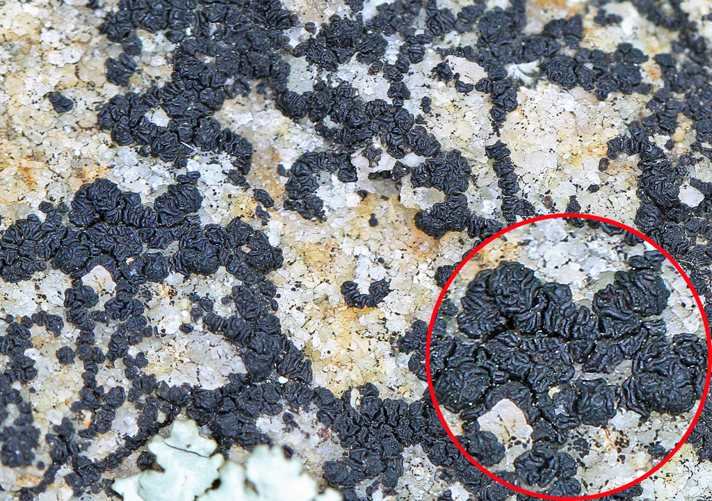 Common Coal Dust Lichen