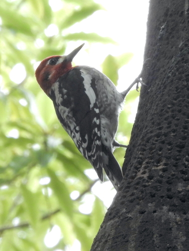 Red-breasted Sapsucker (daggetti)