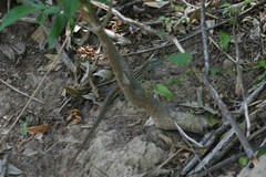 Aspidoscelis lineattissimus