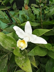Sobralia chrysostoma