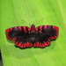 Haemactis sanguinalis - Photo 由 Lepidoptera Colombiana 🇨🇴 所上傳的 (c) Lepidoptera Colombiana 🇨🇴，保留部份權利CC BY-NC