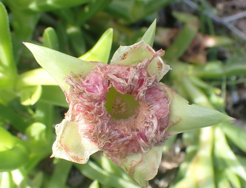 Image of Carpobrotus deliciosus by (c) Nicola van Berkel, some rights reserved (CC BY-SA)