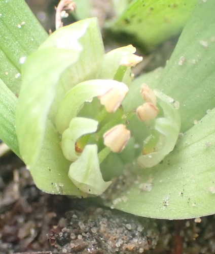 Men-in-a-Longboat (Colchicum longipes)