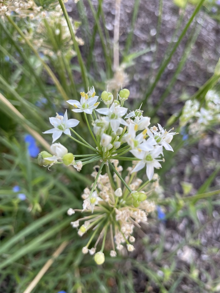 Garlic Chives from The University of Texas at San Antonio, San Antonio