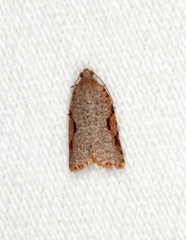 Meritastis piperata