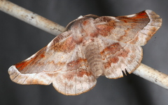Oenochroma turneri