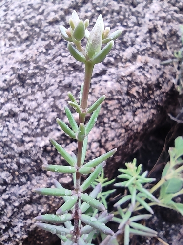Image of Talinopsis frutescens by (c) Mauricio Calderón, some rights reserved (CC BY)