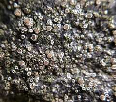 Myriolecis dispersa
