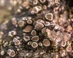 Myriolecis dispersa