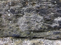Myriolecis dispersa