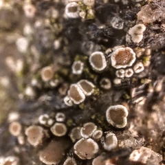Myriolecis dispersa