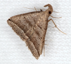 Lysimelia lenis