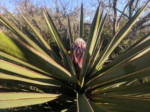 yucca treculiana