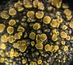 Xanthocarpia feracissima