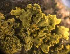 Candelaria concolor
