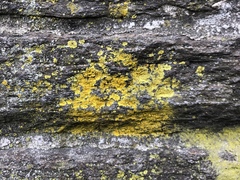Candelaria concolor
