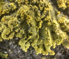 Candelaria concolor