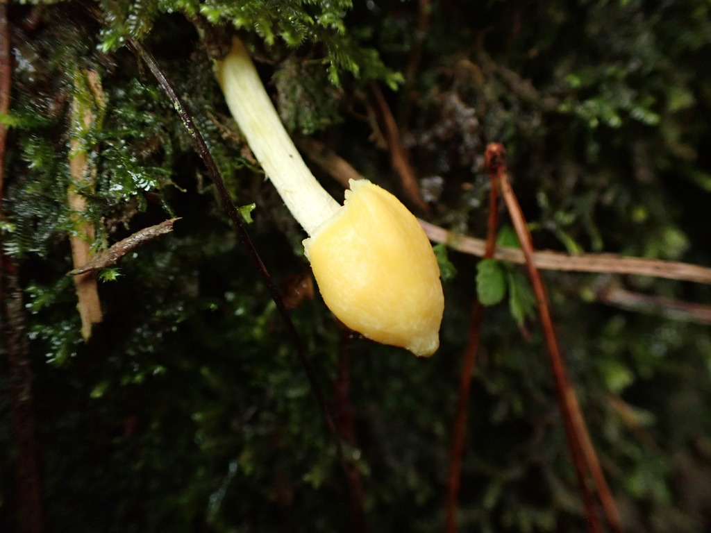 Entoloma submurrayi