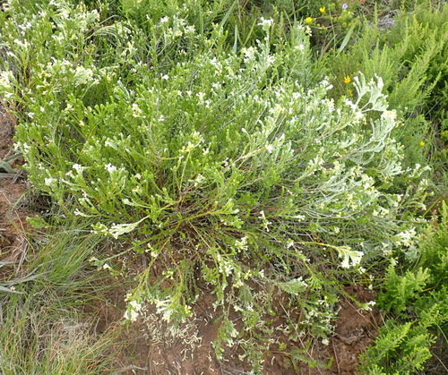 Image of Gnidia chrysophylla by (c) Nicola van Berkel, some rights reserved (CC BY-SA)